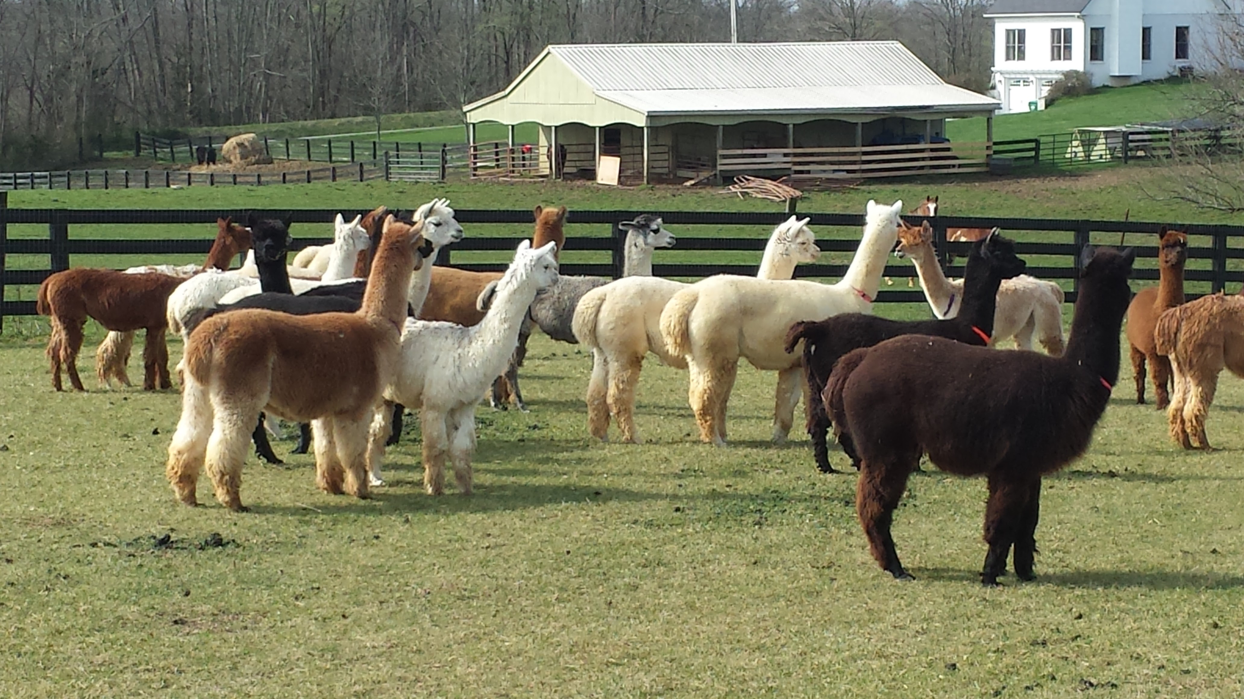 Huacaya Alpacas