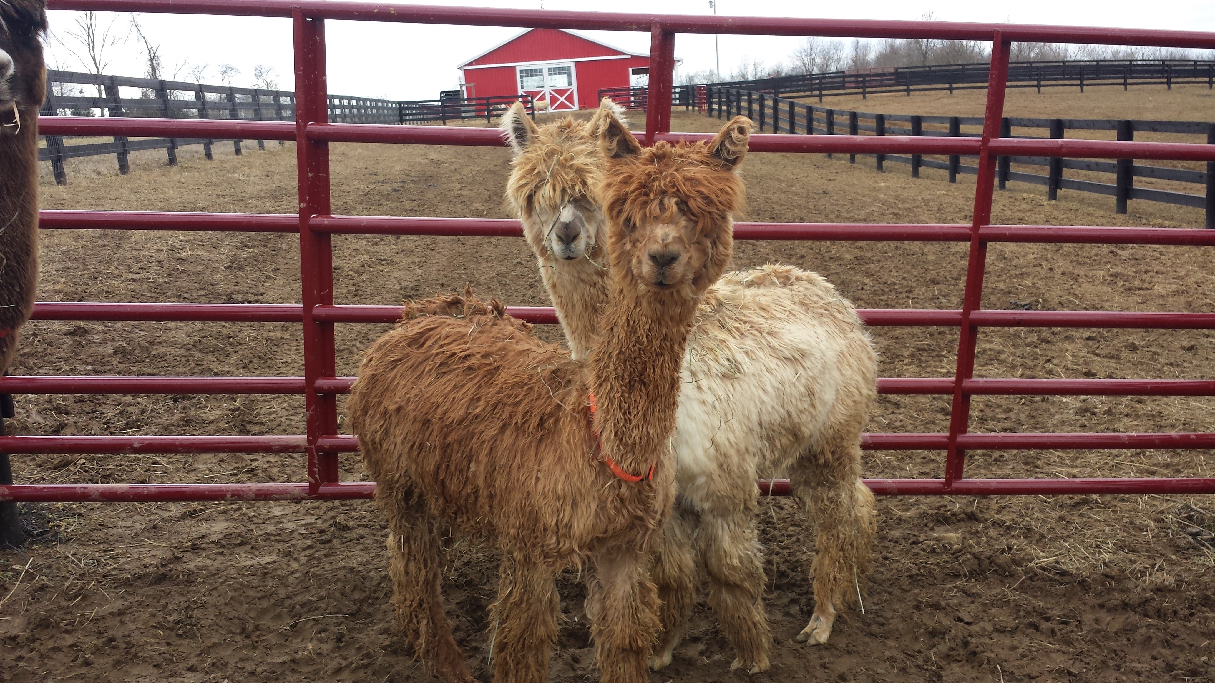 Suri Alpacas